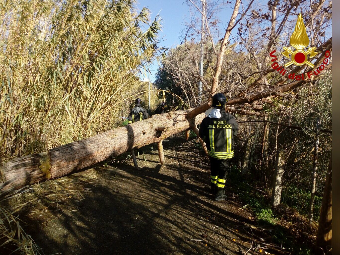 Villaputzu, albero cade in mezzo alla strada: paura per auto e pedoni
