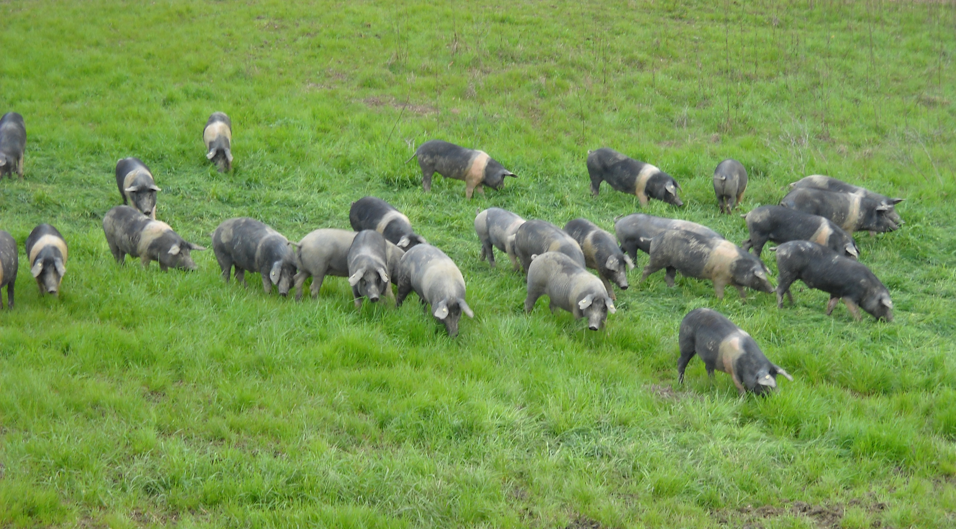 Incubo peste suina, 62 maiali abbattuti tra Villagrande Strisaili e Talana