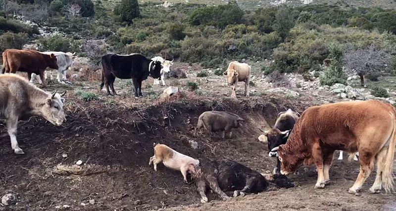 Peste suina, abbattuti 111 maiali in Ogliastra: “Mangiavano carcasse”