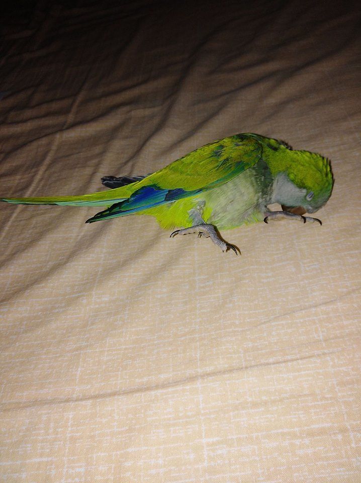 Per chi ama i botti di Capodanno: ecco come questo parrocchetto è morto di infarto…