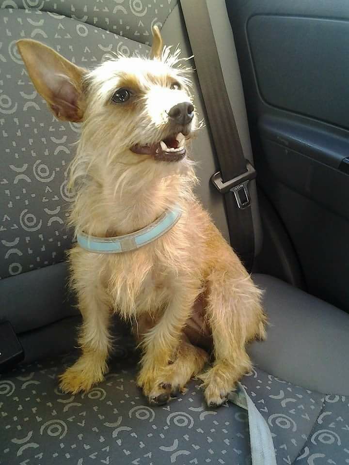 Cagliari, scappata una cagnolina spaventata dai botti: “Sos per ritrovare Minu”