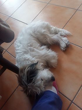 Quartucciu, è scomparso Pippo: “Cento euro a chi lo trova”