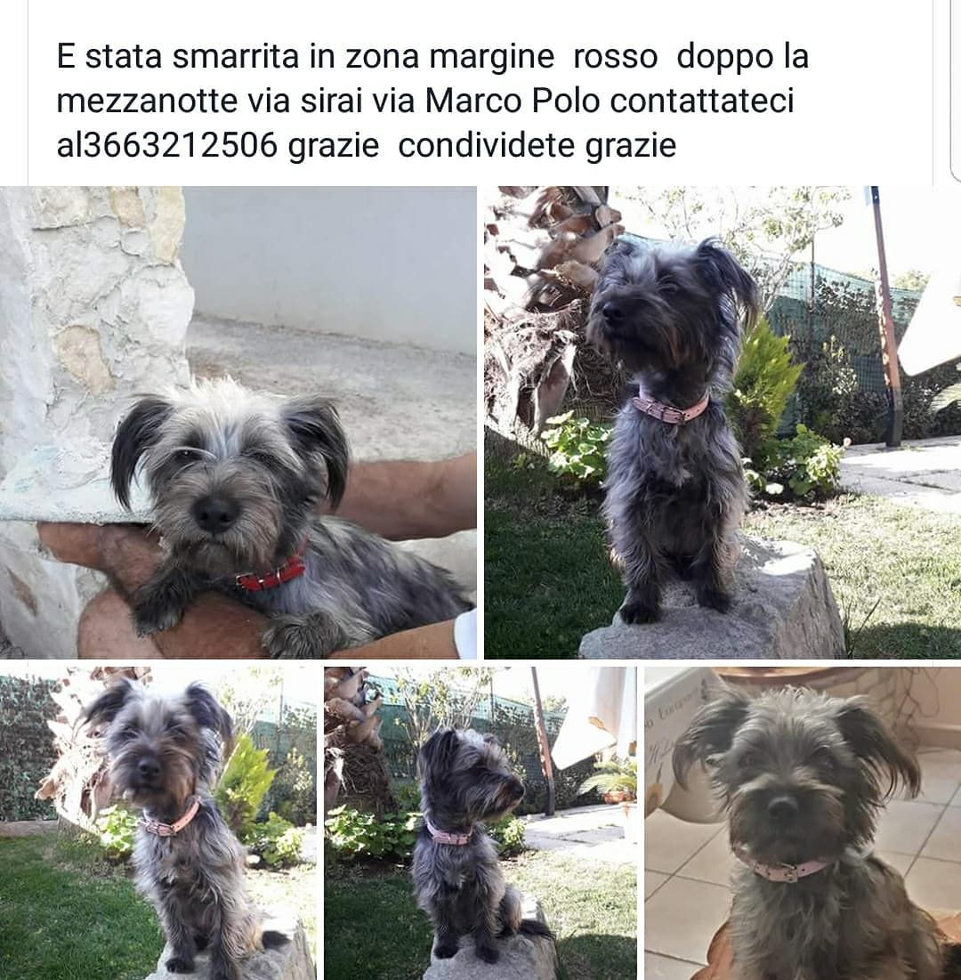 Quartu, è stata smarrita la dolcissima Eva: chi l’ha vista?