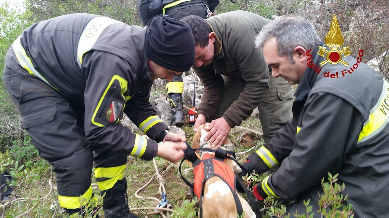 Domusnovas, cane da caccia cade in un crepaccio: salvato dai vigili del fuoco