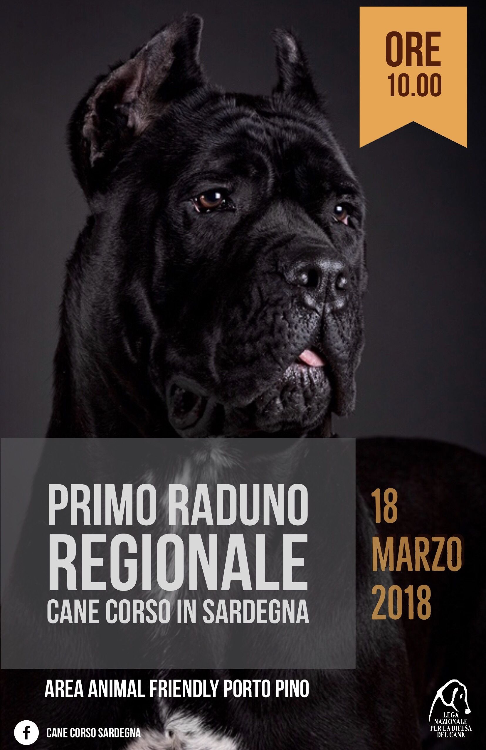 Porto Pino, primo raduno regionale del Cane Corso