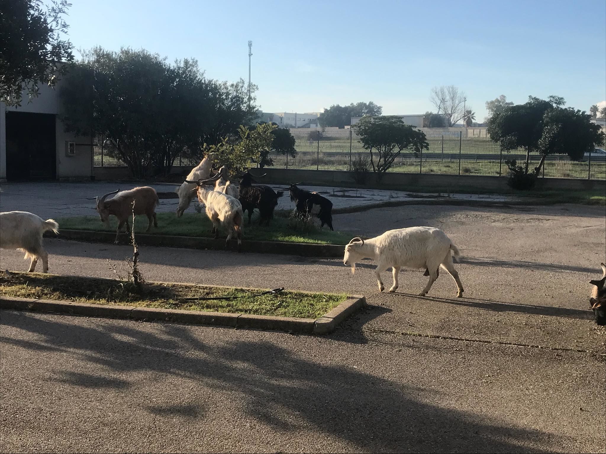 Cagliari, le capre pascolano liberamente nel cortile della Motorizzazione