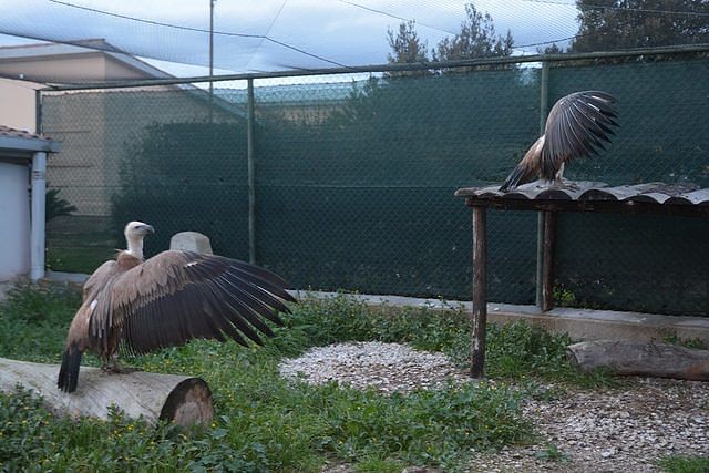 Tutela dei grifoni: zoo di Amsterdam dona due esemplari alla Sardegna