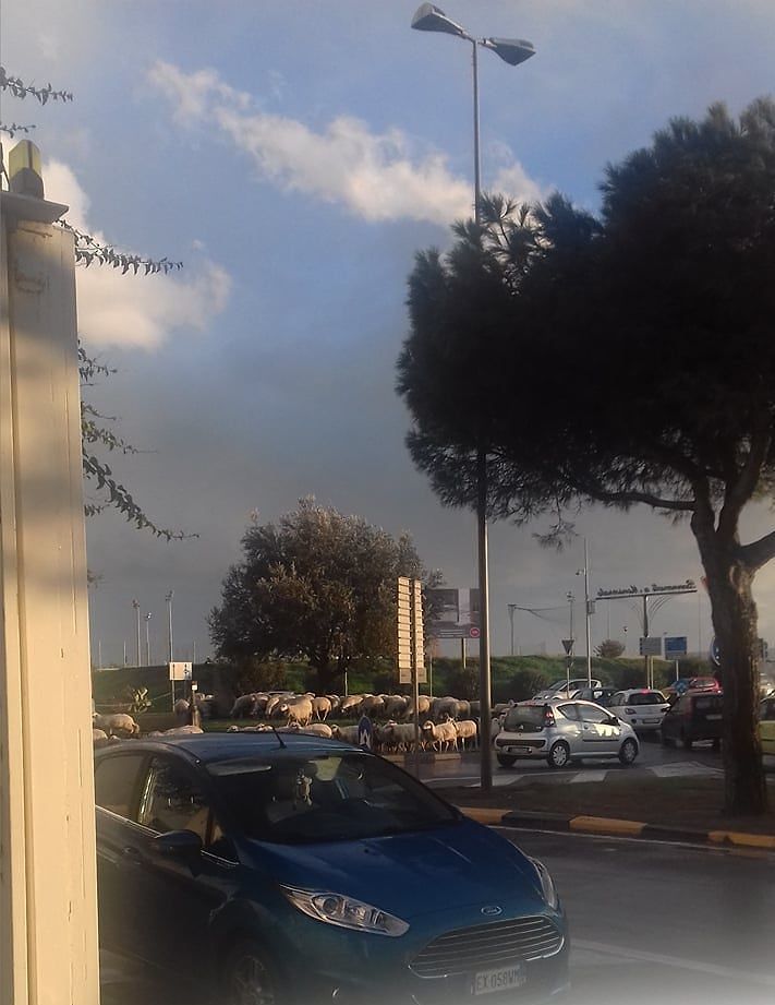 Pecore ancora a spasso a Monserrato, “traffico in tilt per mezz’ora”