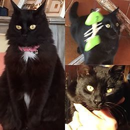 Capoterra, è allarme per l’avvelenamento di gatti con liquido antigelo