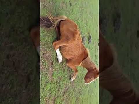 Dolianova, muoiono i cavallini sotto Serpeddì: il video denuncia di Tonio Dessì