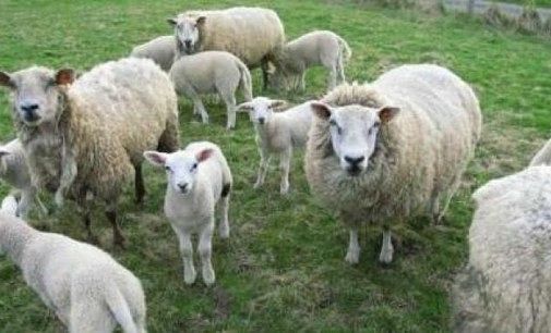 Argea, ripresi i pagamenti a 13 euro a capo per le aziende ovicaprine sarde