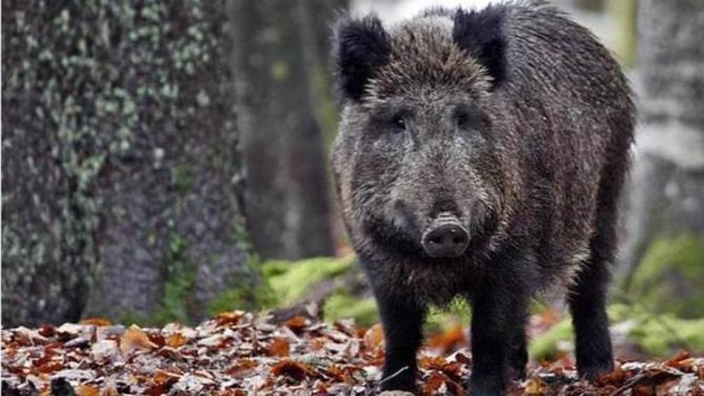 Trichinella, un cinghiale positivo a Orgosolo: “Allerta massima per i consumatori”