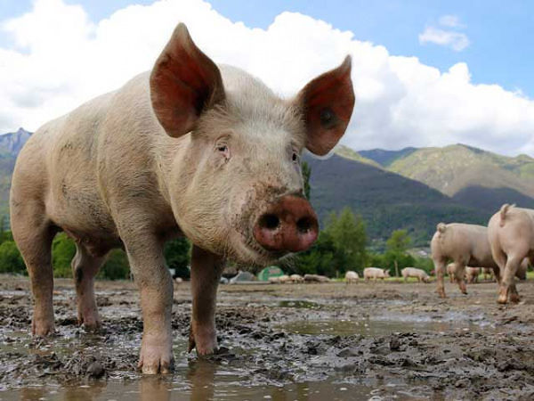 Peste suina, focolaio in un allevamento di Aritzo: abbattuti tre maiali