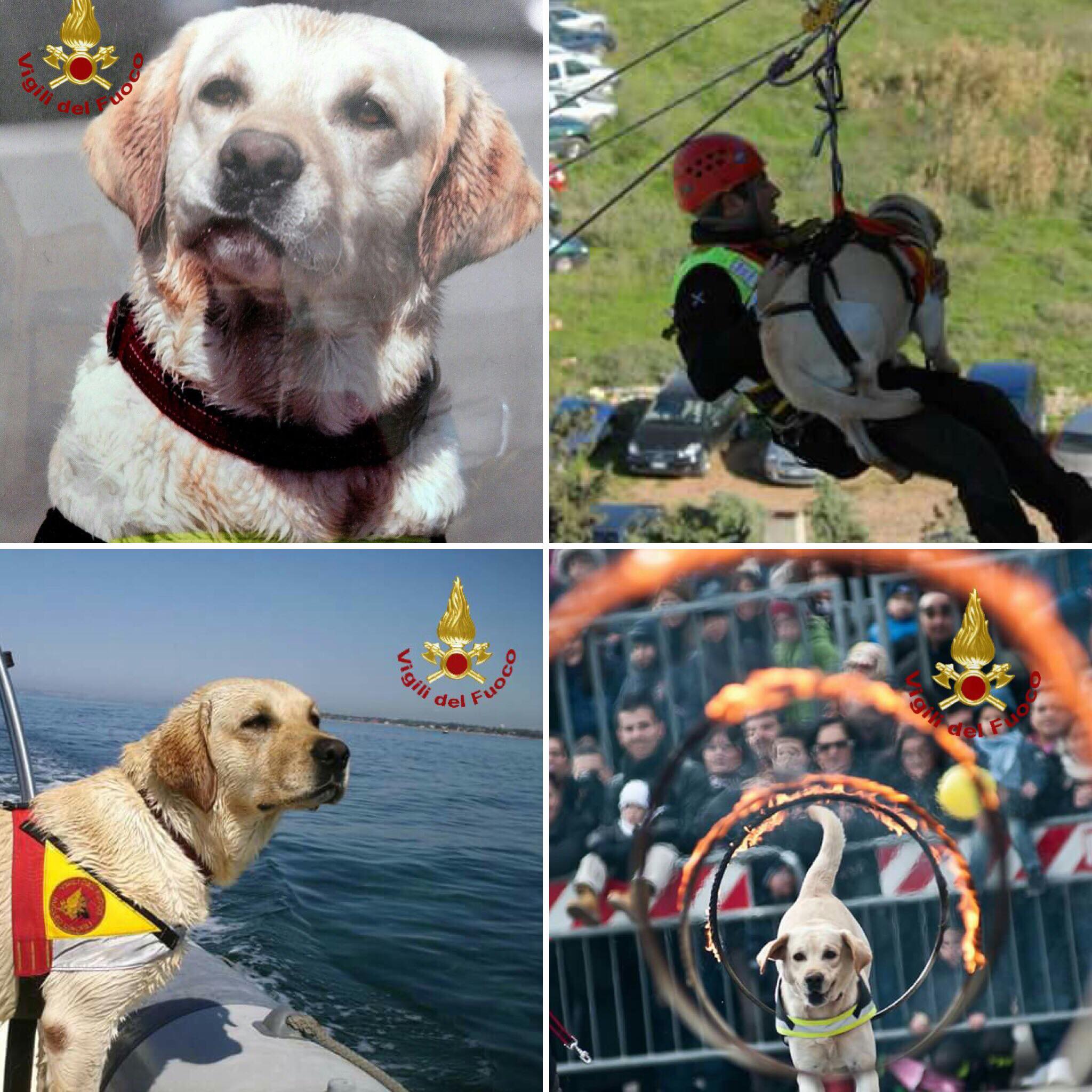 Cagliari, è morto Blu il Labrador dei vigili del fuoco: “Sei stato un eroe”