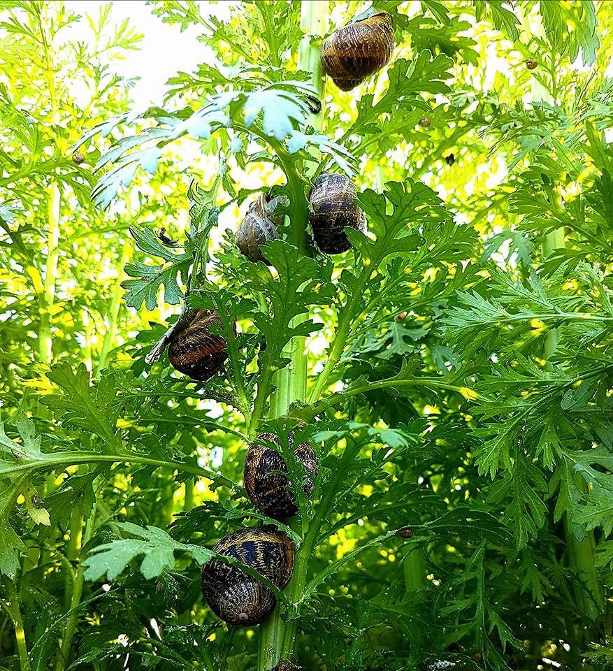 La scommessa di una famiglia di Assemini: investire nell’allevamento di lumache