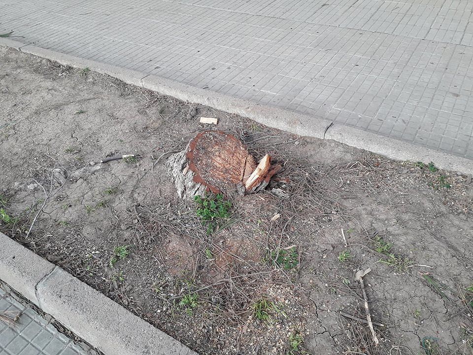 Decimo, il bel Corbezzolo mozzato in piazza Balli, l’ira di Palmiro:”Serviva per su Fogaroni?”