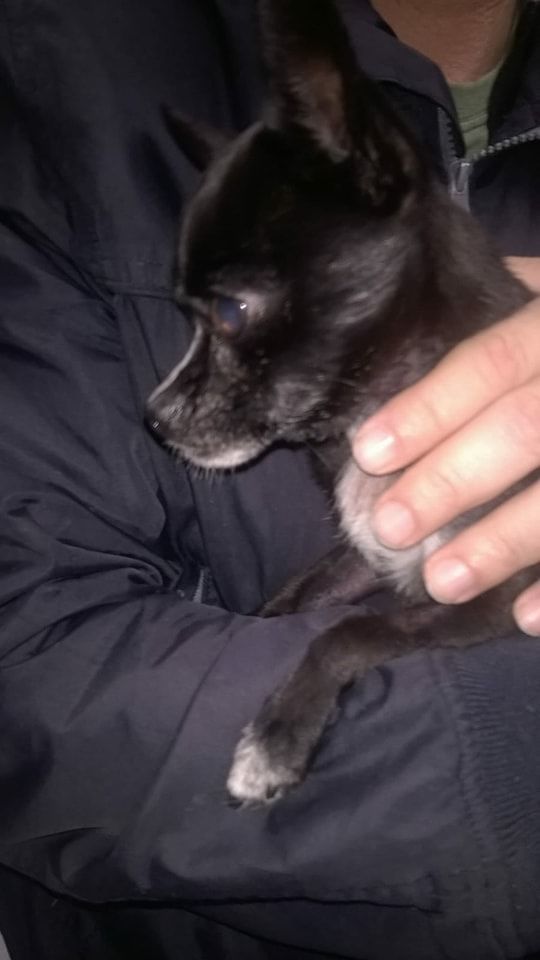 Liam, mini chihuahua malato a Cagliari: serve una colletta per curarlo