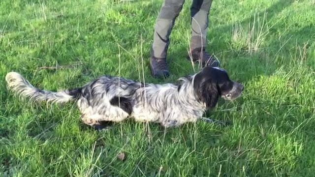 Assemini, smarrito un setter: l’appello della padroncina Titti
