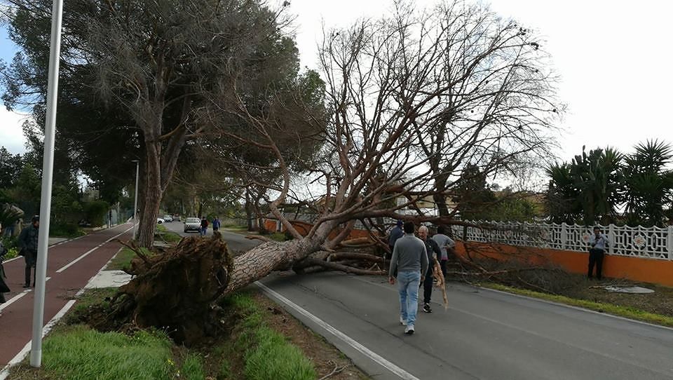 Incubo maestrale, crolla il vecchio pino sulla strada tra Assemini e Decimomannu