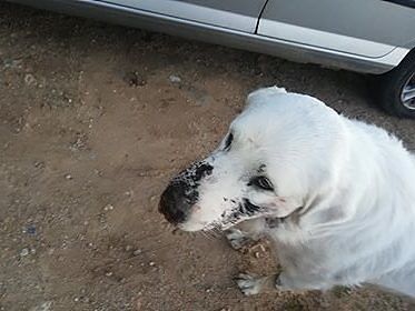 Nebbia, colpito al muso da cacciatori a Poggio dei Pini: “Ferito e lasciato soffrire”