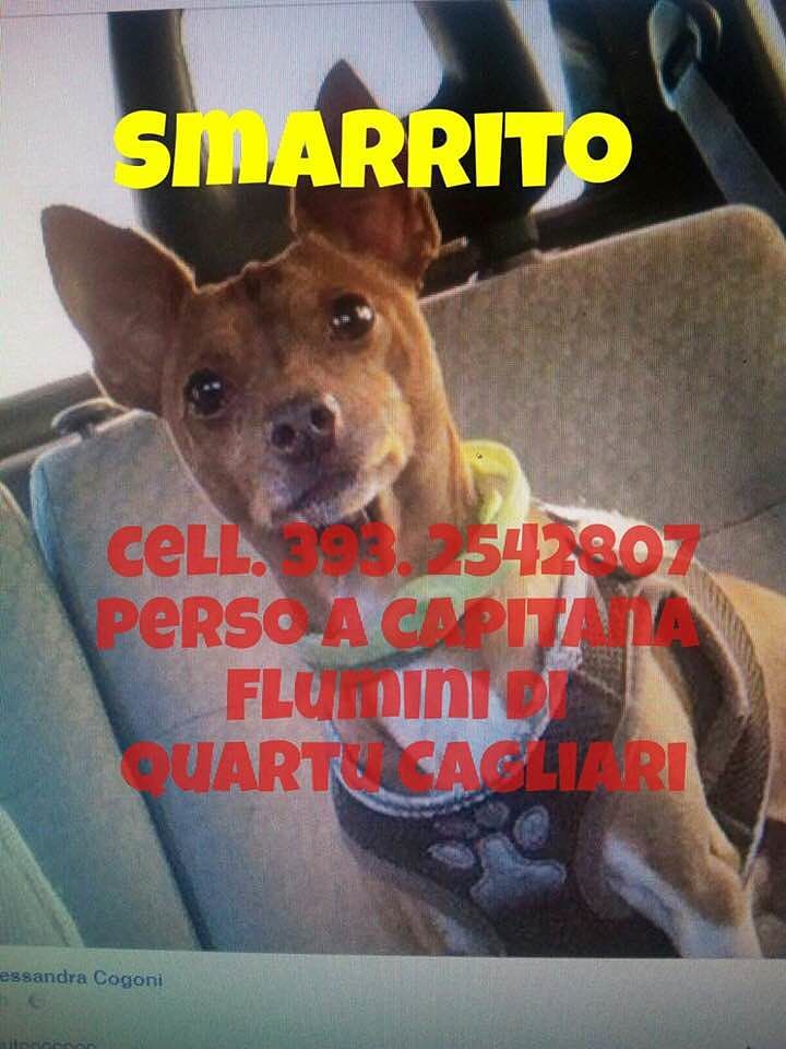 Colin, il piccolo pincher con pettorina smarrito a Capitana: chi lo riconosce?