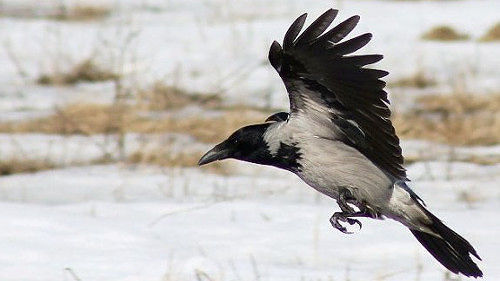 Fauna selvatica e colture agricole: ricerca di nuovi equilibri in Sardegna