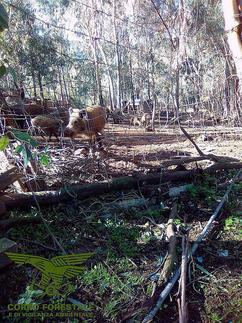 Lotta alla peste suina, sequestrato in Trexenta un intero allevamento abusivo