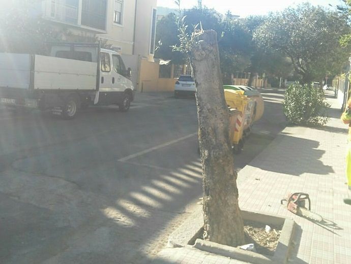 Cagliari, proteste in via Boccaccio: “Alberi decapitati”