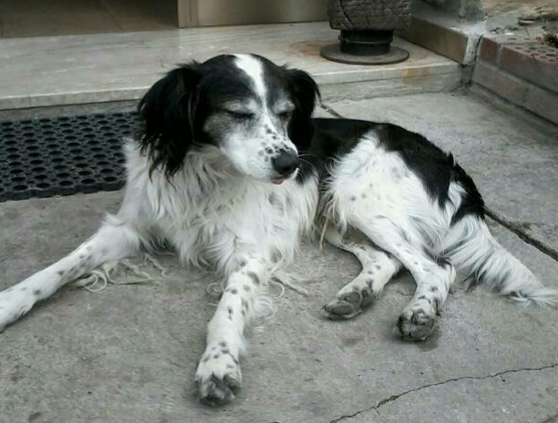 Chicco è scomparso da Quartu, l’appello dei padroni: “Aiutateci a trovarlo”