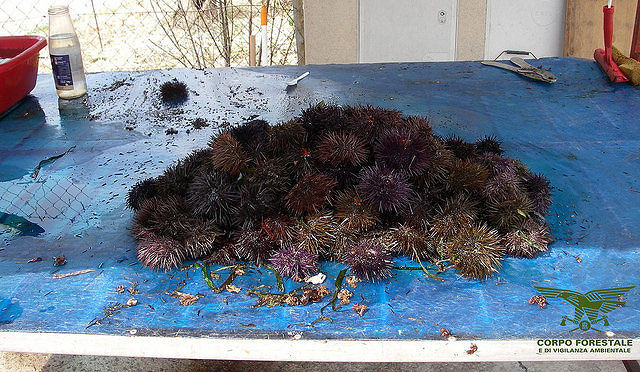 25mila ricci di mare pescati in zona vietata: maxi sequestro a Sarroch