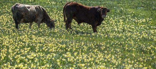 Pula, emergenza tori a Is Molas: “Task force per catturarli”