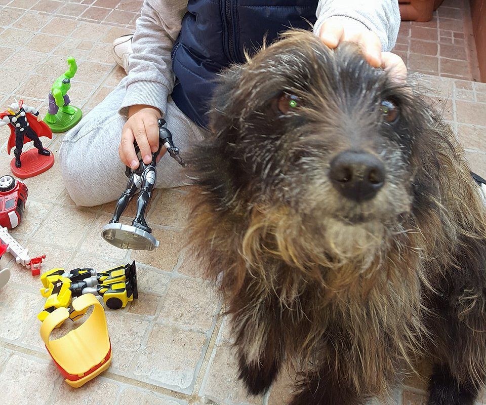 Capoterra, sos per Lupen: “È scappato perchè terrorizzato dai tuoni”