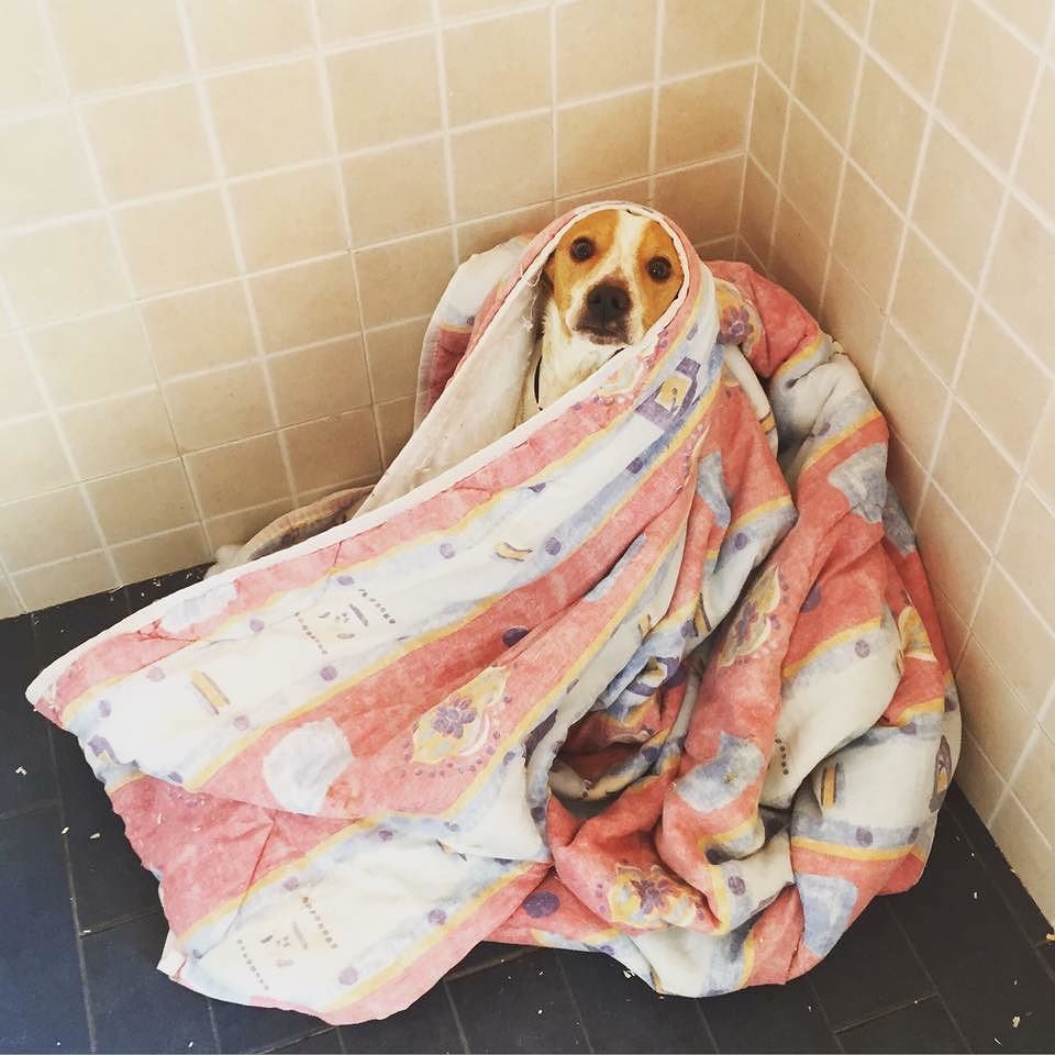 Selargius, sos freddo al canile: “Servono vecchie coperte e maglioni per i nostri cuccioli”