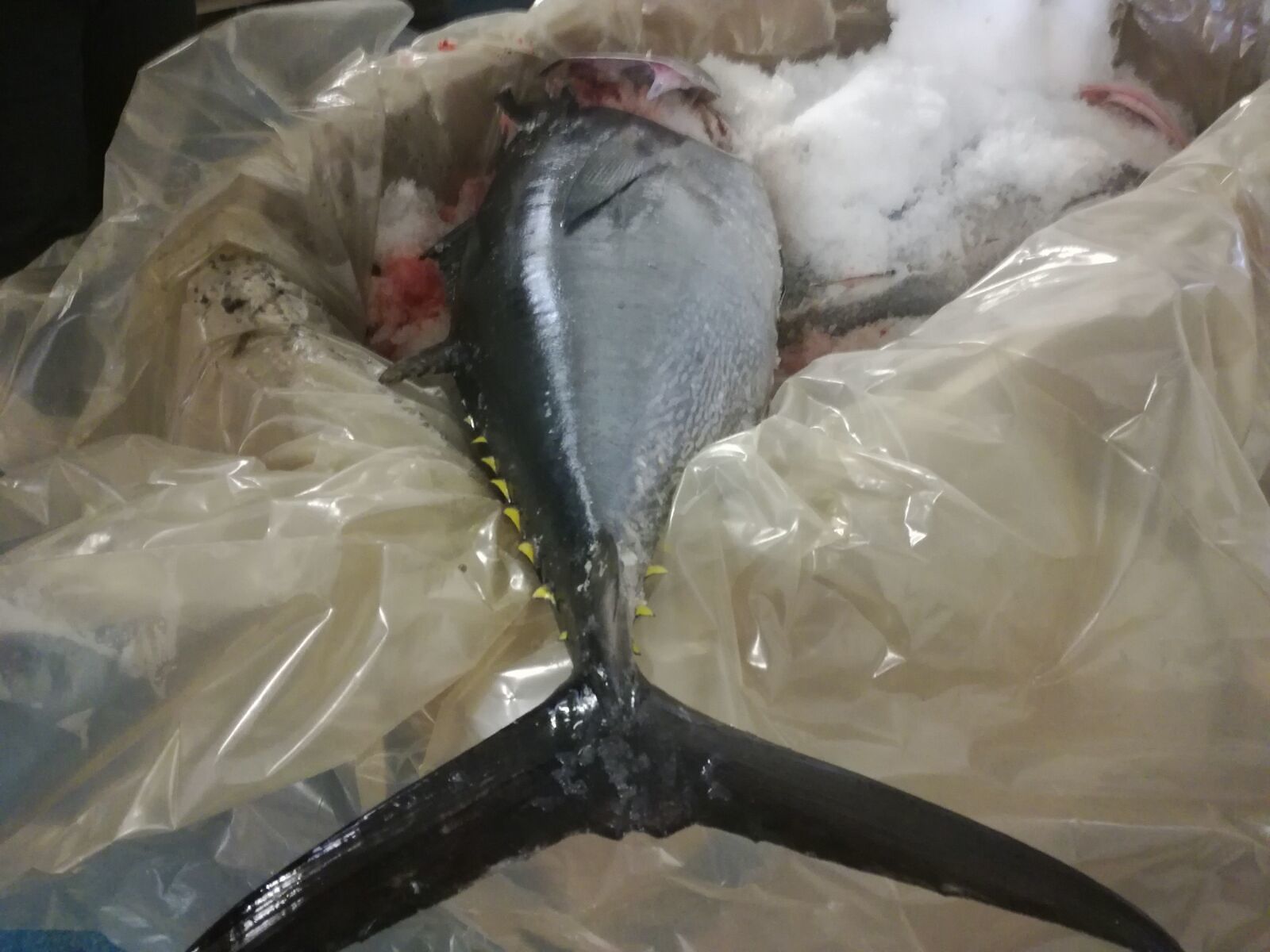 Cagliari, sequestrato un carico di 7 quintali di tonni non a norma