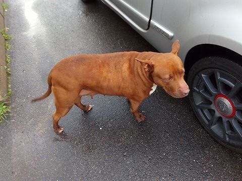 Sos per un pitbull smarrito che vaga in viale Monastir