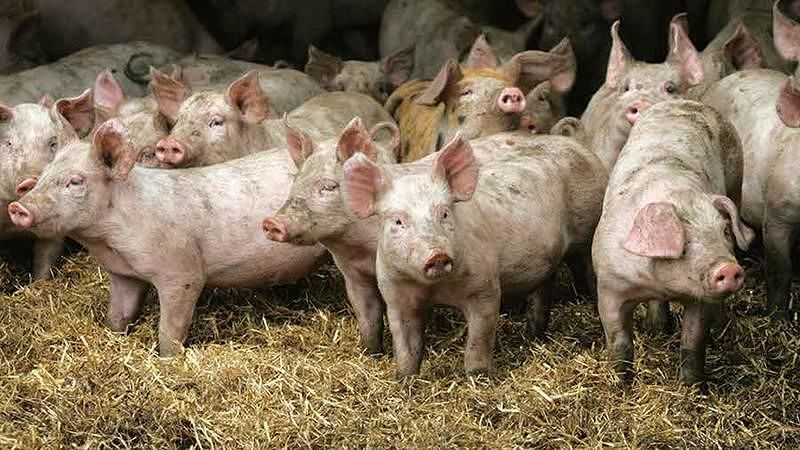 Budoni, allevatore non registra 15 maiali: multa da capogiro