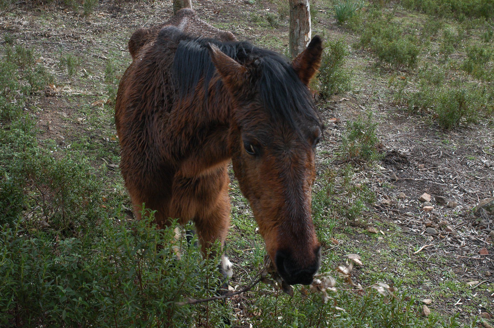 Sardegna, i cavalli muoiono di fame nell’indifferenza: “Aiutiamoli”