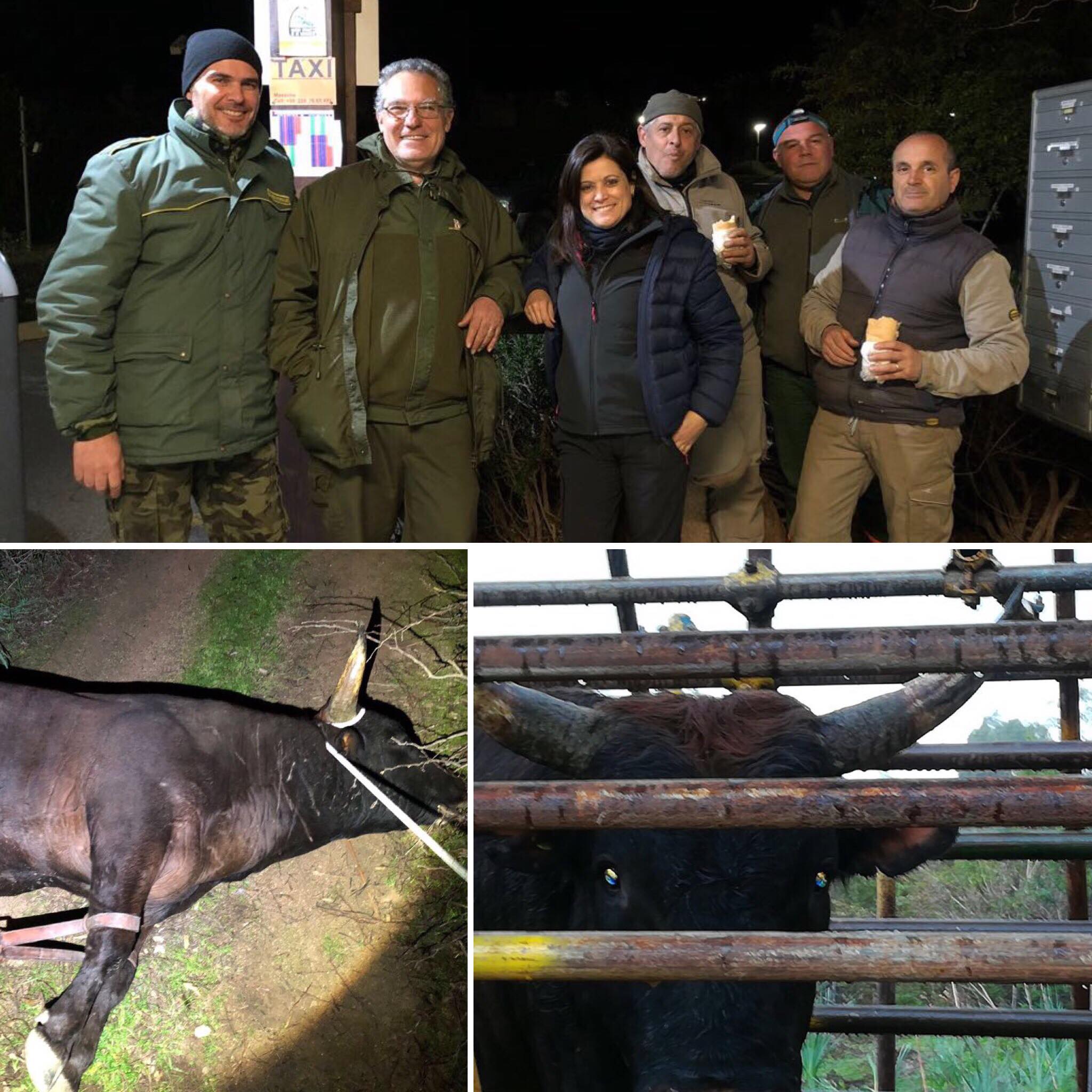 Catturato nella notte uno dei tori che semina il panico a Is Molas: ecco il video