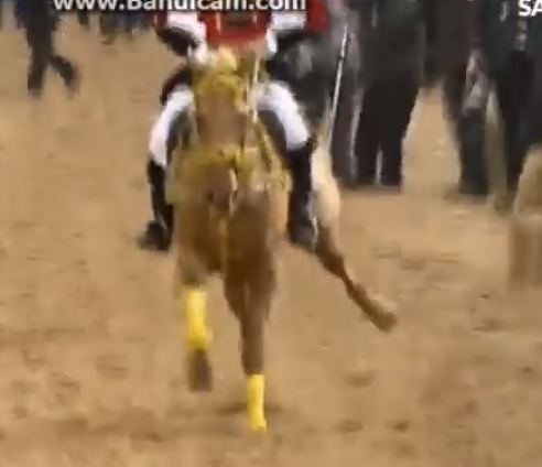 Sartiglia, il cavallo corre forte verso la stella, ma la zampa è rotta: è polemica