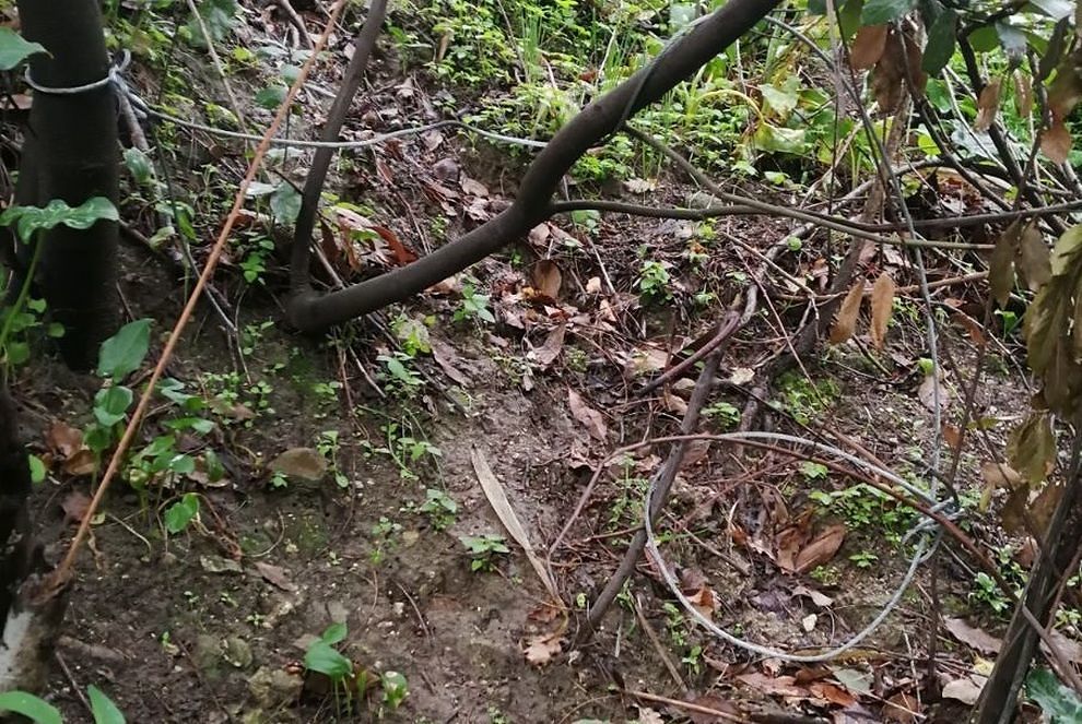 Bracconaggio, il cucciolo Leo strangolato da un laccio a Muravera
