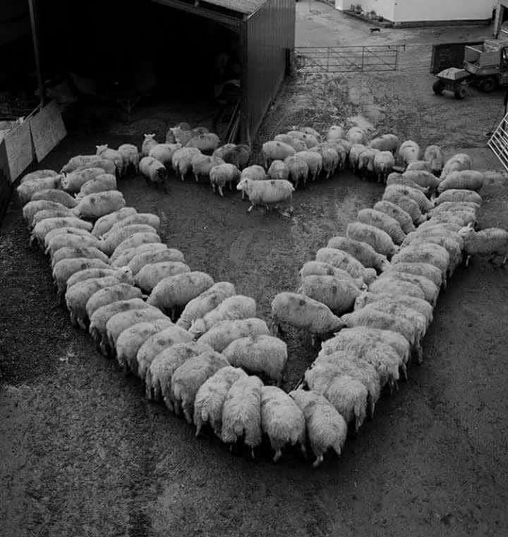 Un gregge di pecore che forma un cuore: l’originale messaggio d’amore a Senorbì