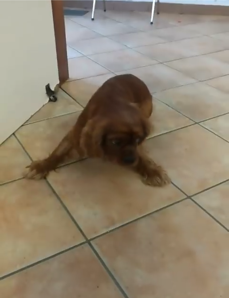 Quartu, Teo non ce l’ha fatta: morto il cagnetto investito da un’auto pirata