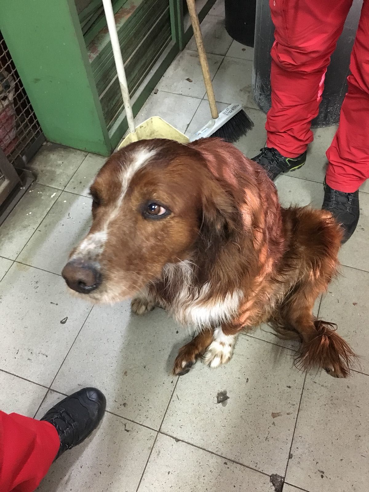 Cane salvato al porto, i vigili del fuoco: “Ora cerchiamo qualcuno che lo adotti”