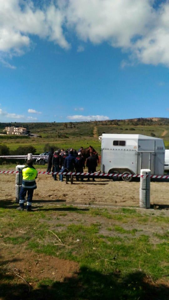 Sinnai, brutto incidente alle pariglie: cavallo si rompe una zampa e ferisce fantino