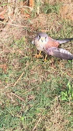 Quartu, gheppio con ala fratturata soccorso in viale Marconi