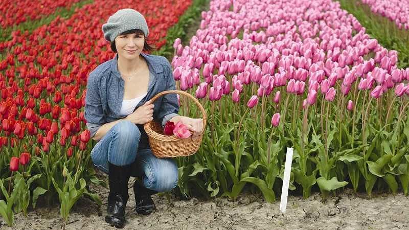 Tulipani in Sardegna, dal 25 febbraio al 18 marzo 2018