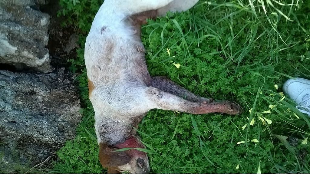 Orrore a Dolianova, cane torturato e ucciso con un forcone: “Uomini senza cuore”