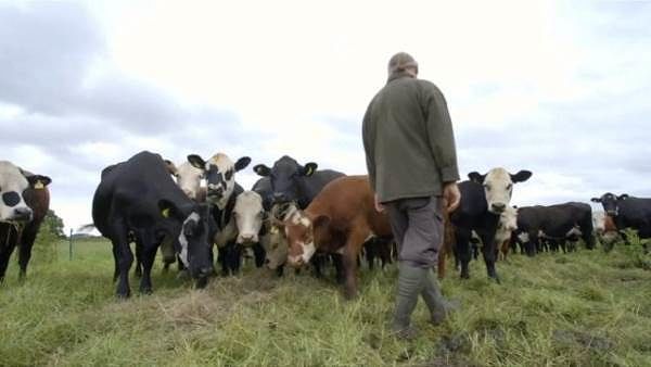 Sardegna, arrivano 4,6 milioni per gli allevatori sardi