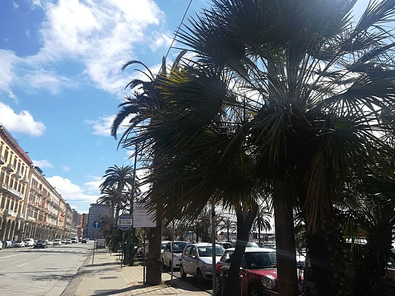 Cagliari, la resurrezione delle palme: “Punteruolo rosso all’angolo”