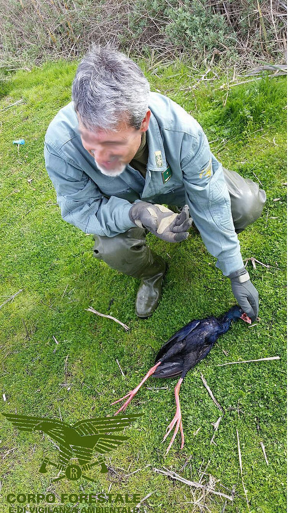 Bracconaggio a Sette Fratelli e Molentargius, volatili rivenduti fino a 200 euro al chilo